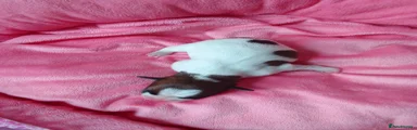 Jack Russell 2