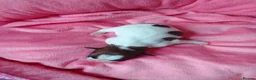 Jack Russell dogs for sale: Marzena Pawel .S./Jack Russell  - Advert 4