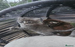Persian cats for sale: Very beatifull perian kittens - Image 3