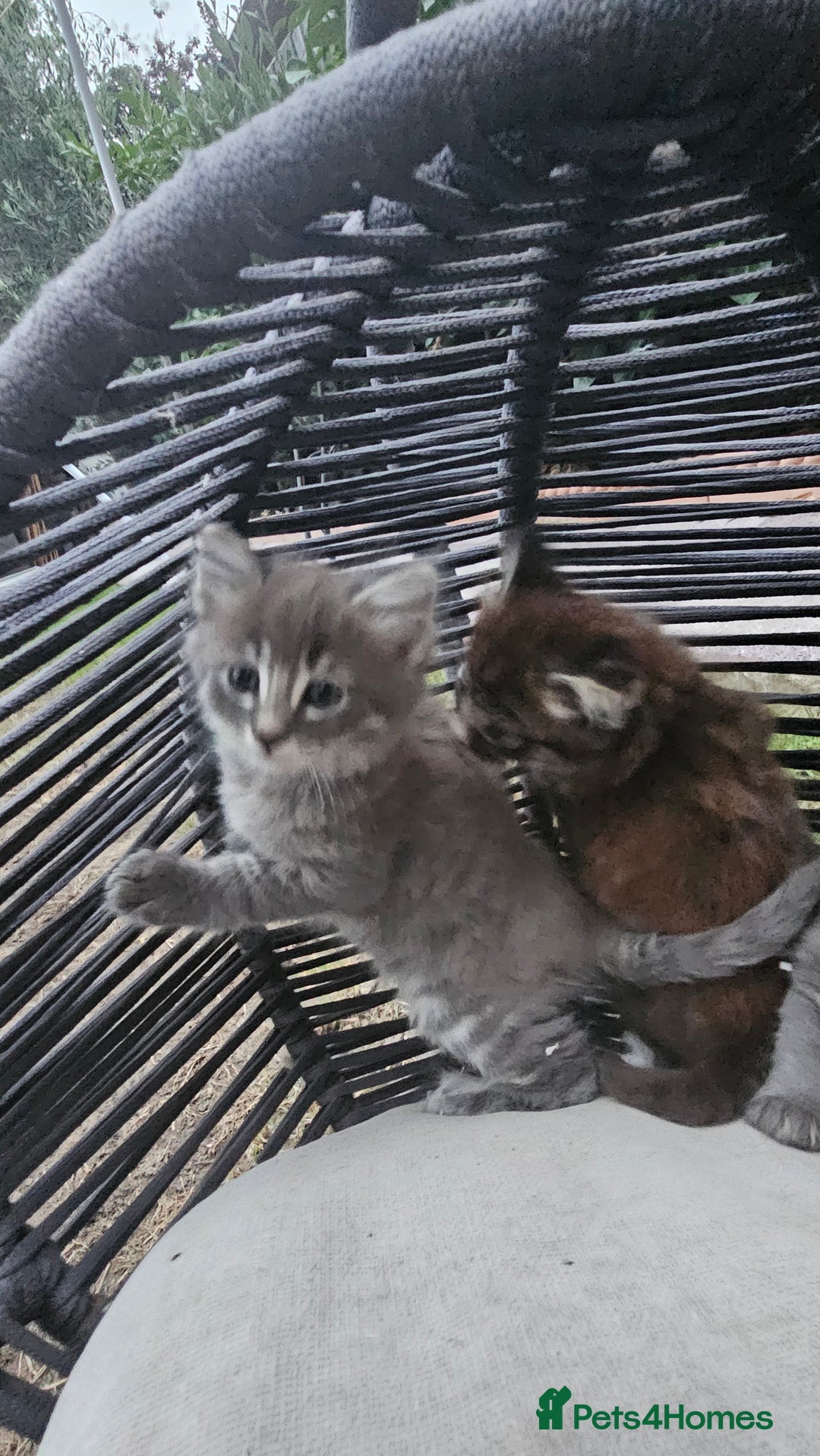 Persian cats for sale: Very beatifull perian kittens - Image 3