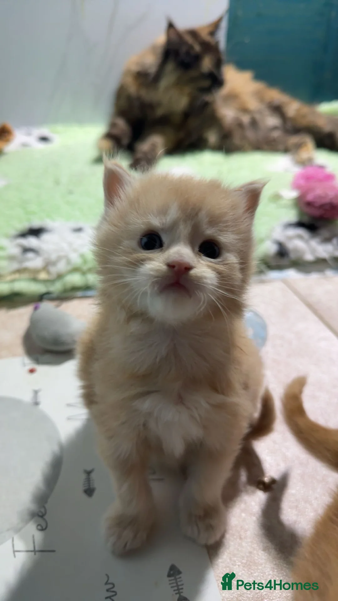 Maine Coon cats for sale: Big chunky Russian bloodline kittens - Advert 4