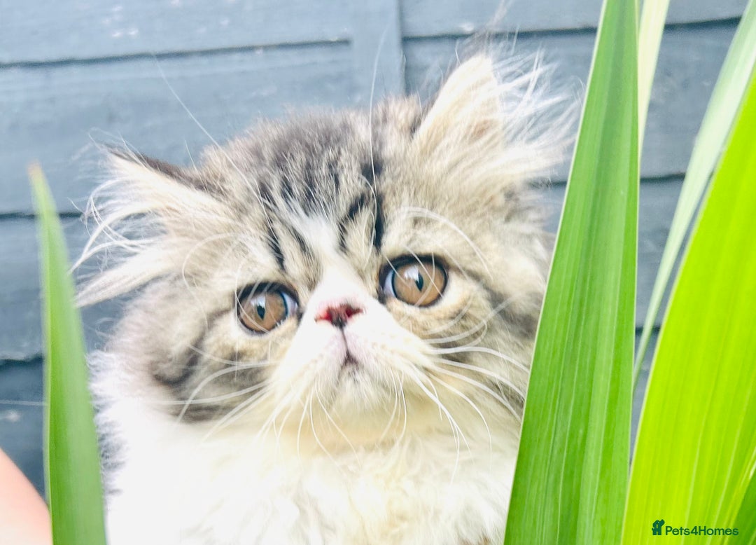 Persian cats for sale: Ready!Persian GCCF Champions Healthy! in Ashton-under-Lyne - Image 3