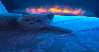 British Shorthair cats - Advert 1