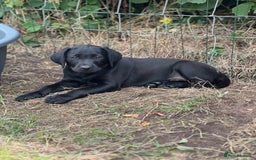 Labrador Retriever dogs for sale: 🐾Ready Now🐾Black Male FTCH Pedigree Forward Pups - Image 26