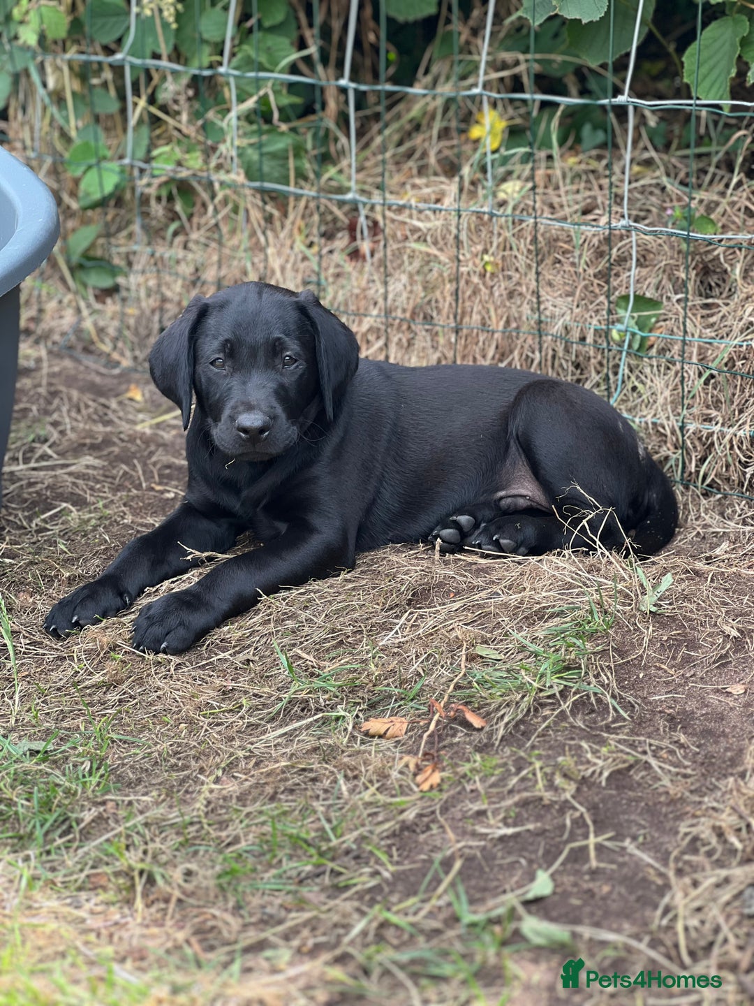 Labrador Retriever dogs for sale: 🐾Ready Now🐾Black Male FTCH Pedigree Forward Pups - Image 26