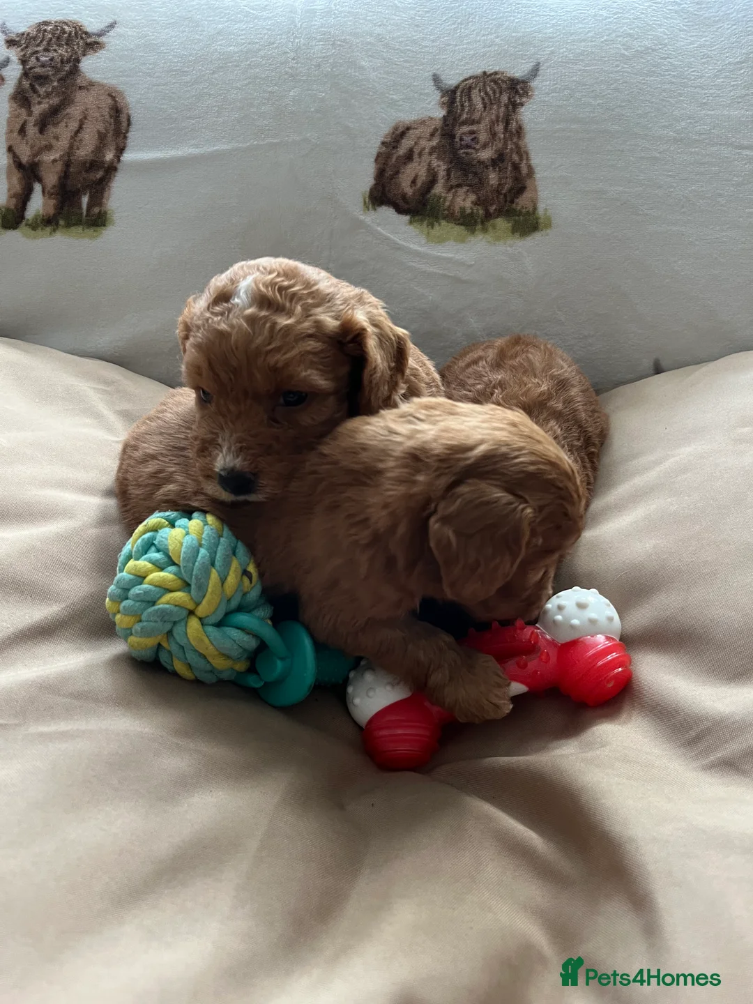 Cockapoo dogs for sale:  Stunning F1 DNA clear cockapoo puppies  - Advert 19