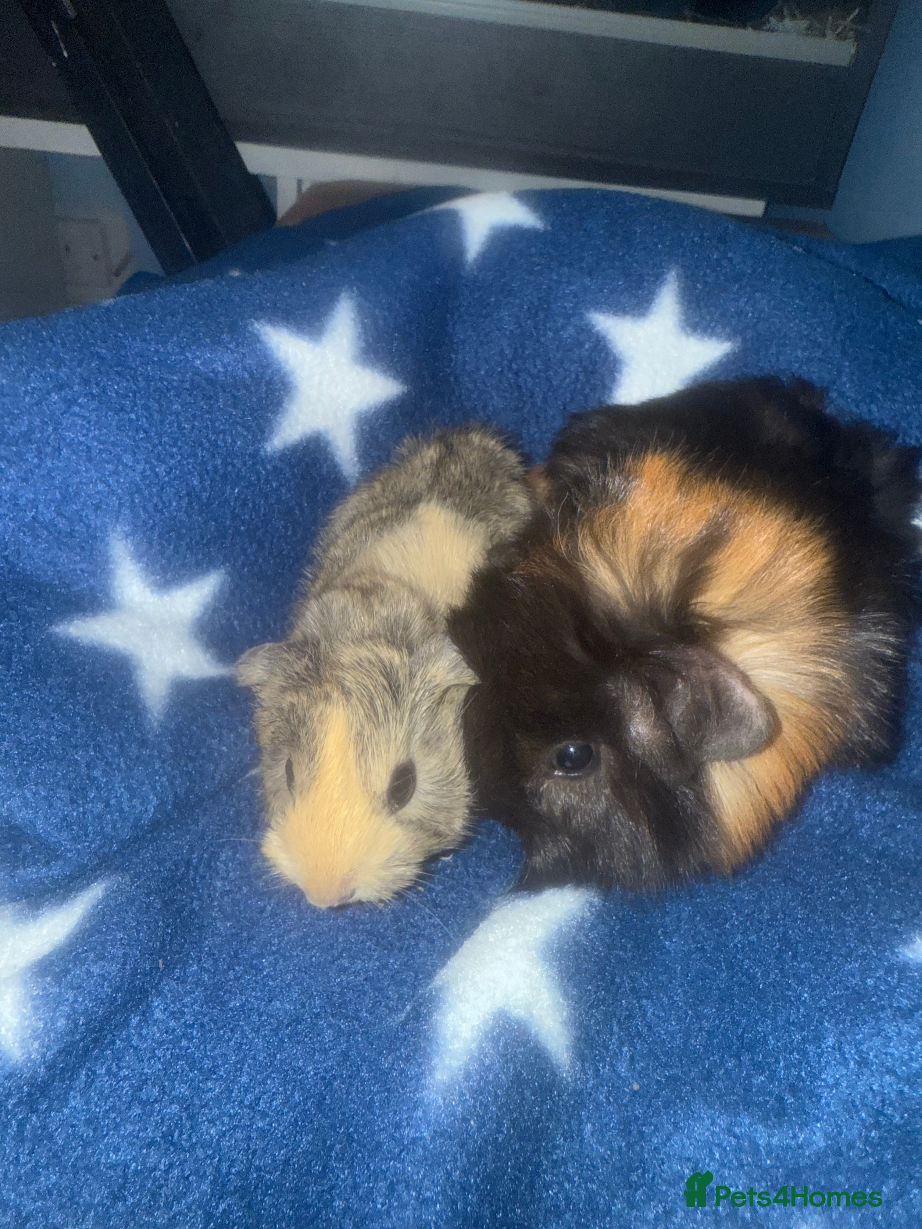 Guinea Pig rodents UPDATED. NEW LITTER Beautiful baby guinea pigs  - Advert 13