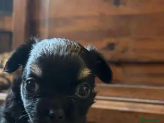 Chihuahua dogs Chihuahua pups. - Advert 16