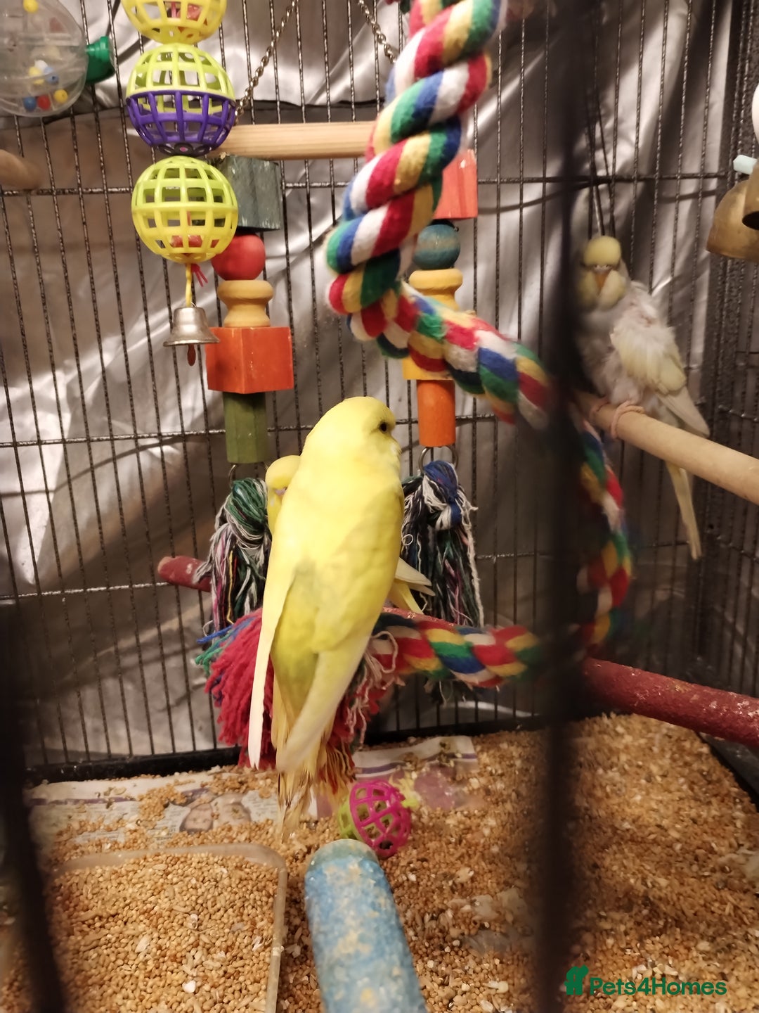 Budgerigars birds for sale: Beautiful baby budgies  - Advert 3