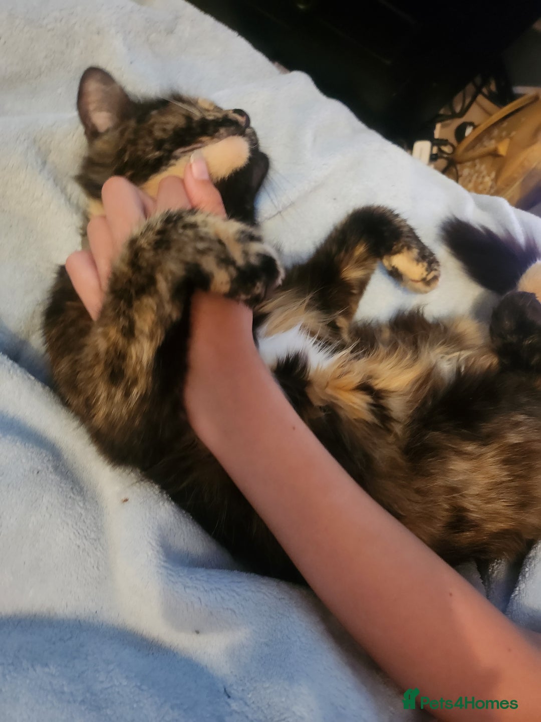 British Longhair cats for sale: Beautiful tortoiseshell female cat - Image 2