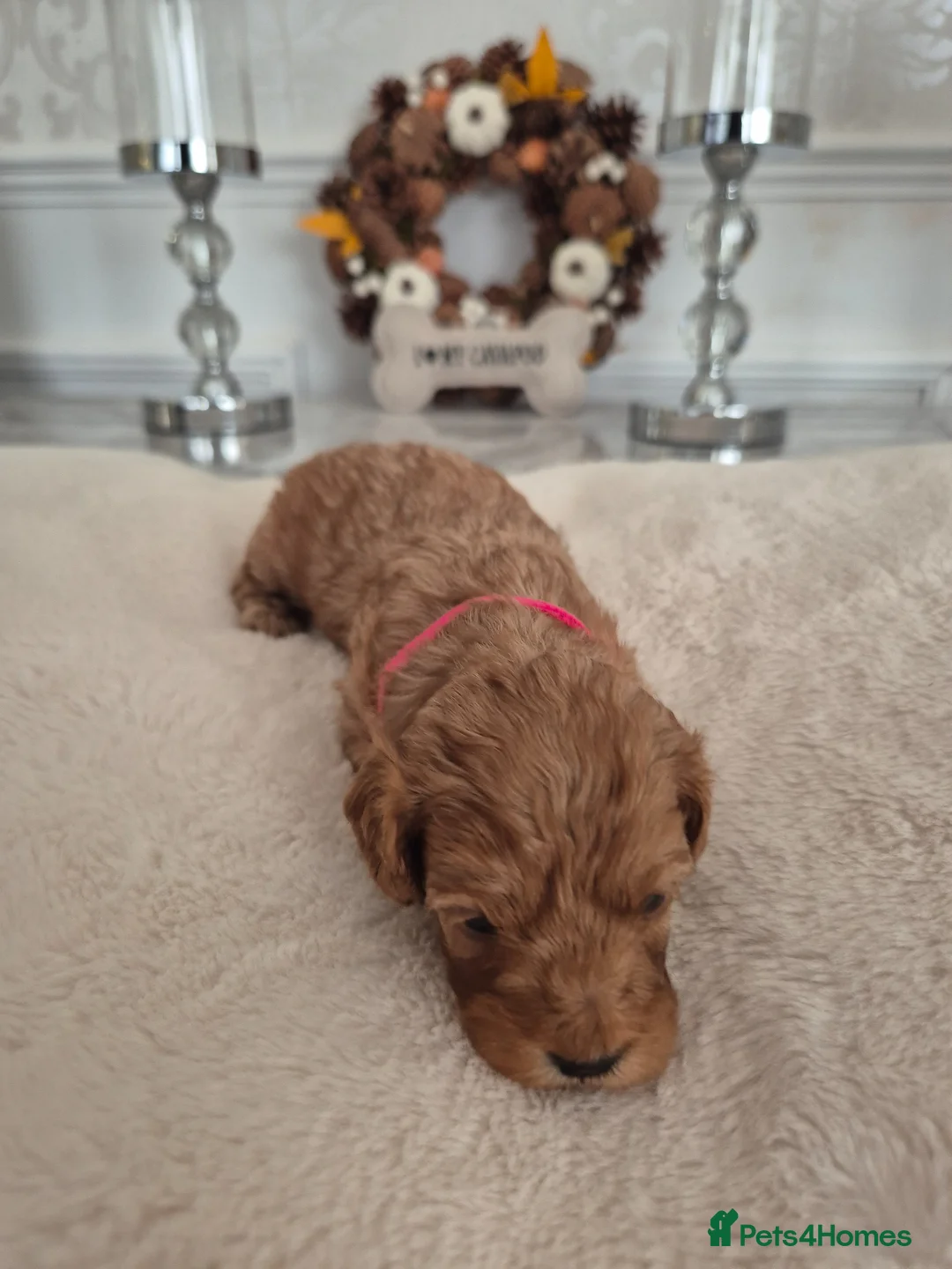 Cavapoo dogs for sale: F1B HEALTH TESTED CAVAPOO PUPPIES  in Wolverhampton - Advert 2