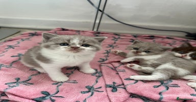 British Shorthair cats - Advert 10