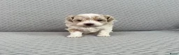 Maltipoo dogs for sale: Beautiful Maltipoochon puppies  - Advert 9