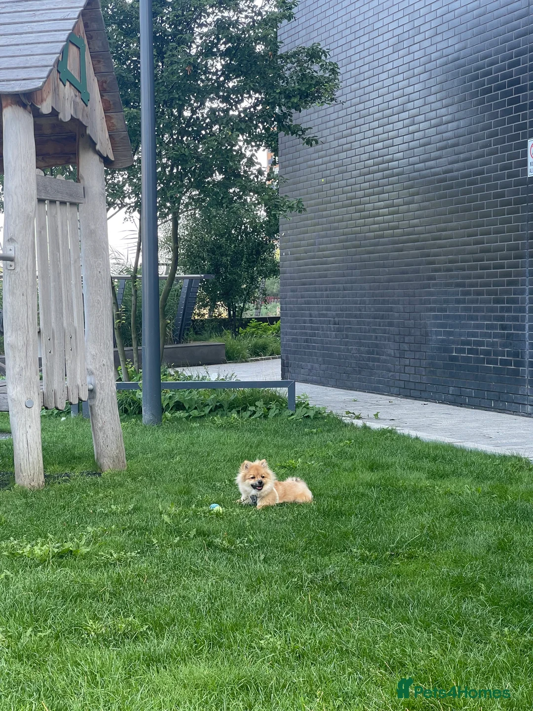 Pomeranian dogs for sale: 1 year old Pomeranian looking for his forever home - Advert 11