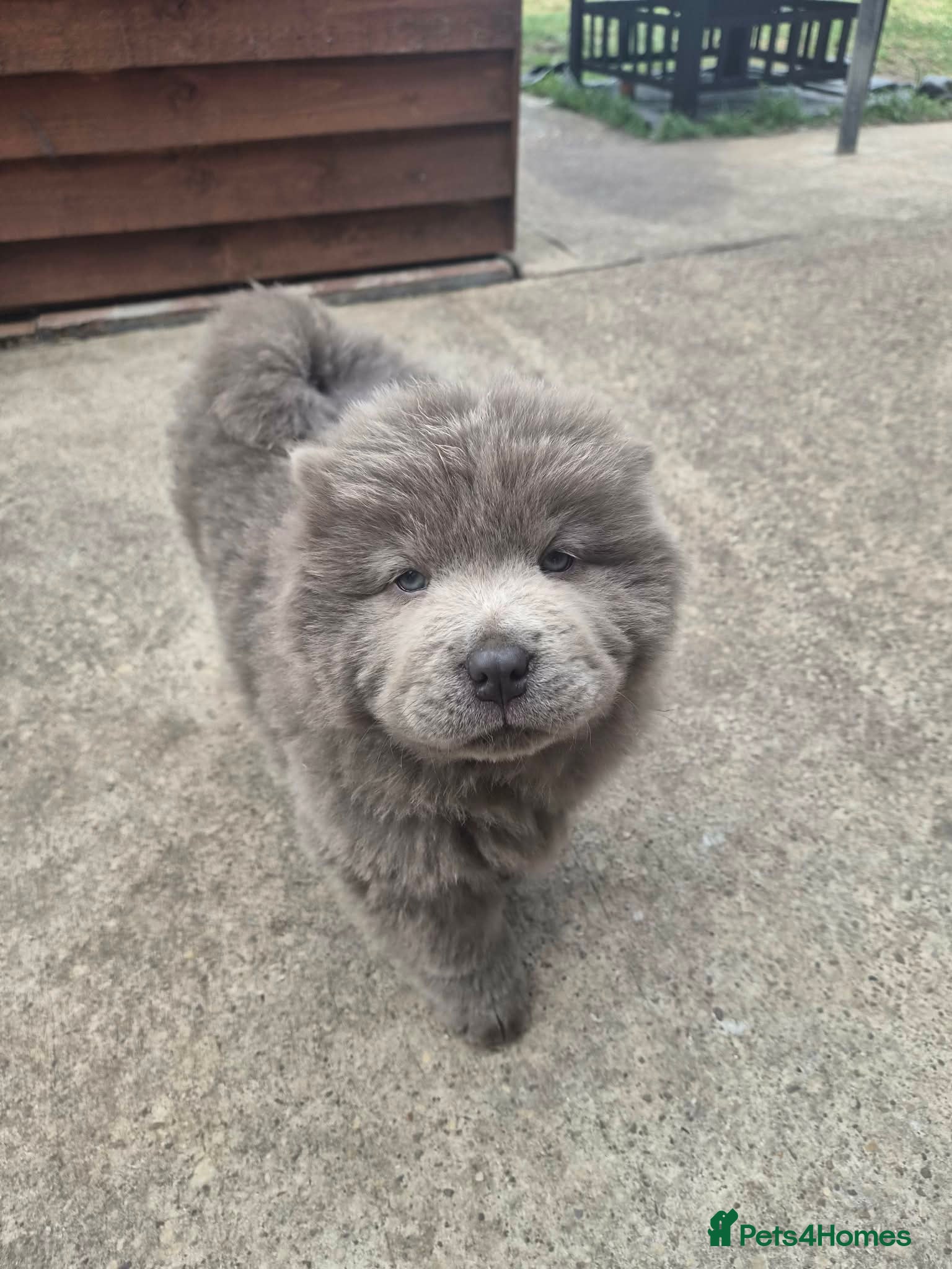Chow Chow dogs Chow chow puppy - Advert 4
