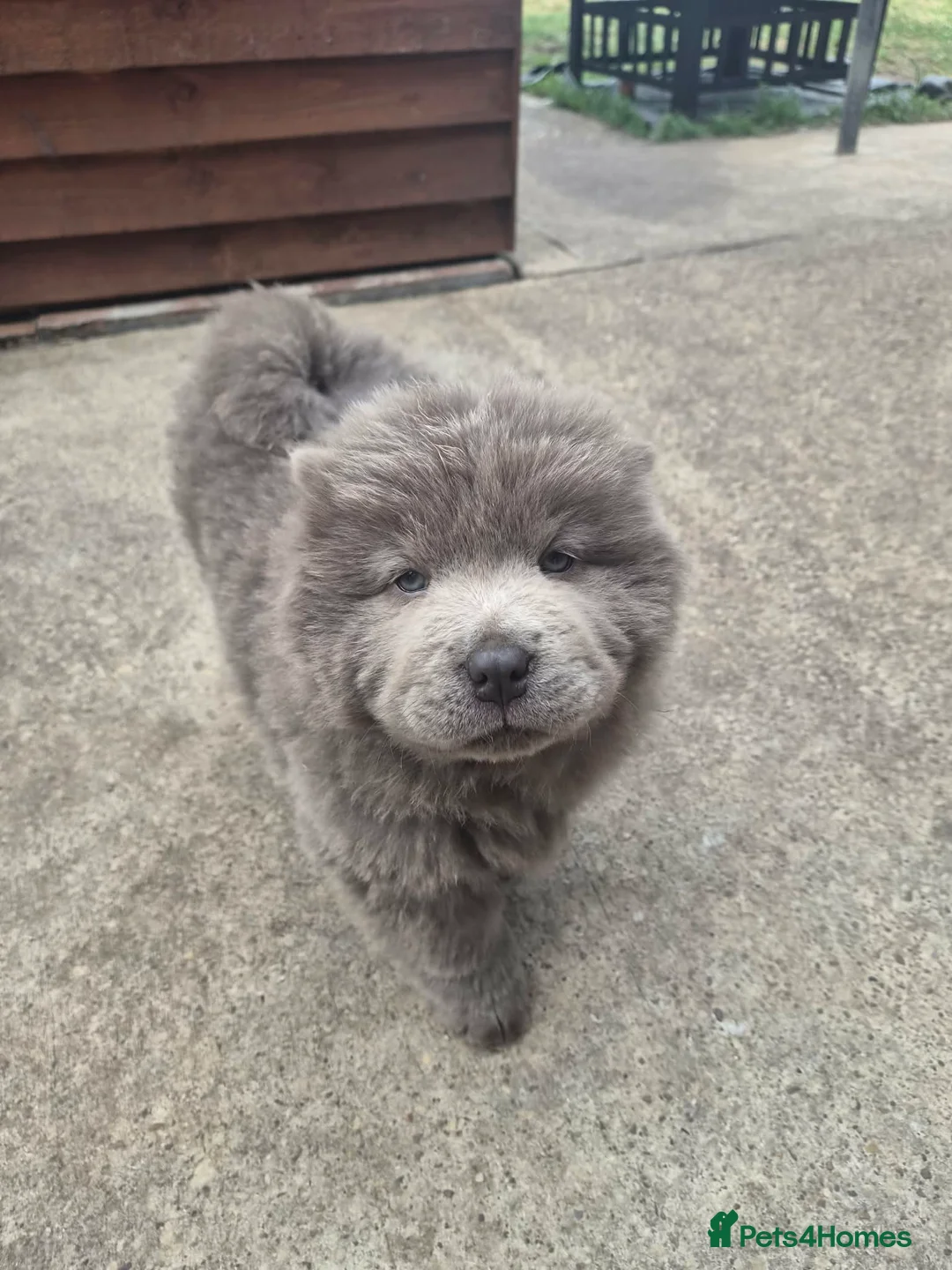 Chow Chow dogs for sale: Chow chow puppy in Doncaster - Advert 1