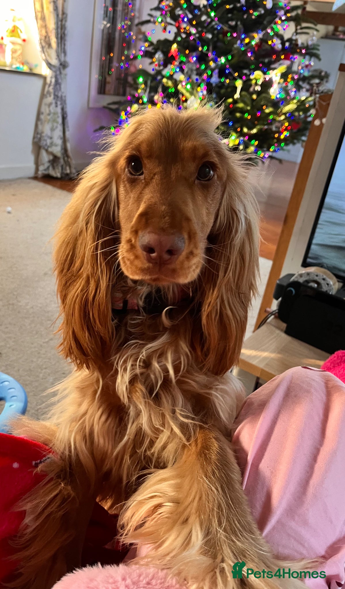 Cocker Spaniel dogs Sad sell of our 1 year old show cocker spaniel - Advert 1