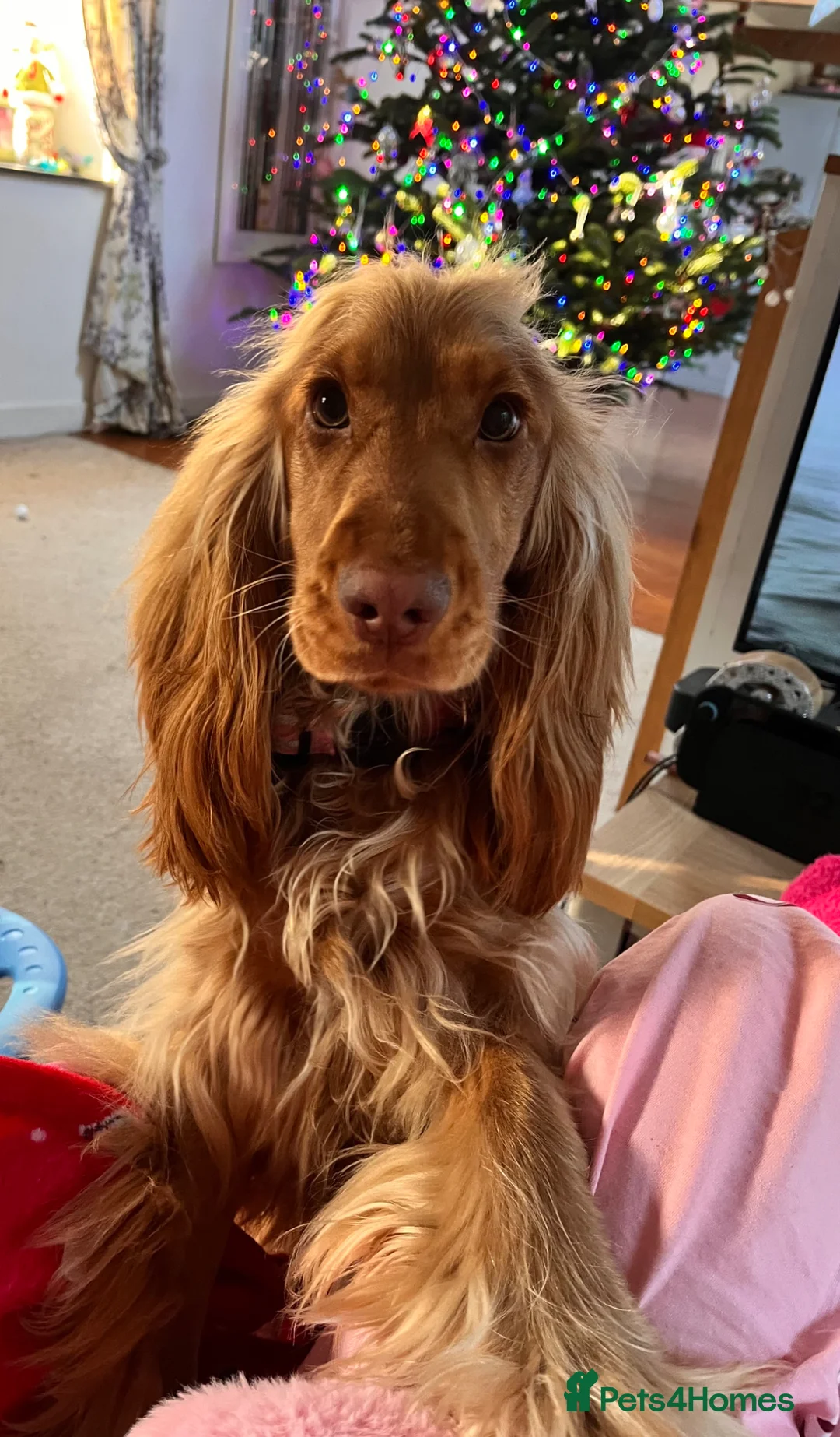 Cocker Spaniel dogs for sale: Sad sell of our 1 year old show cocker spaniel - Advert 1