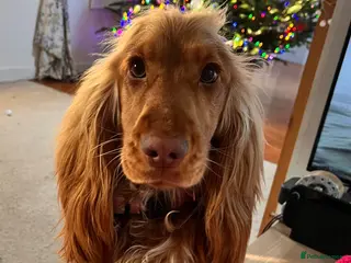 Cocker Spaniel dogs Sad sell of our 1 year old show cocker spaniel - Advert 1