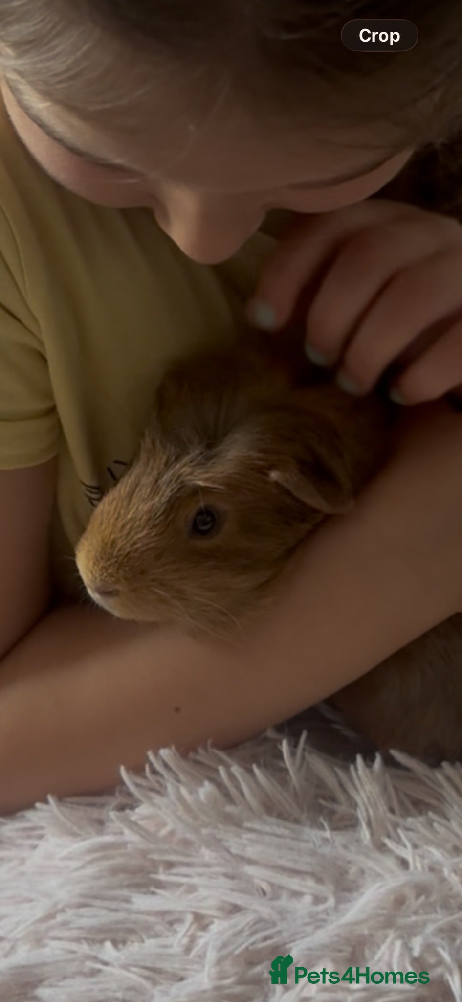 Guinea Pig rodents Loving Guinea Pig Looking for a New Home 🐹❤️ - Advert 1