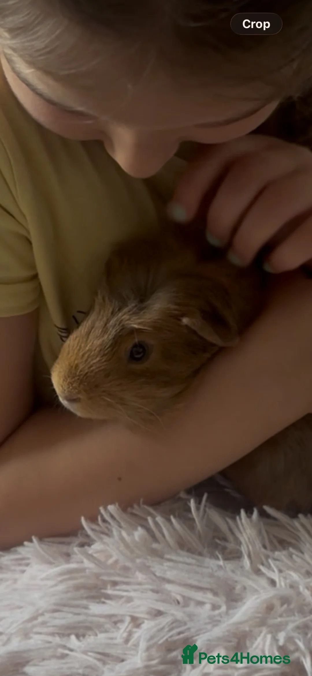 Guinea Pig rodents for sale: Loving Guinea Pig Looking for a New Home 🐹❤️ in Northampton - Advert 1
