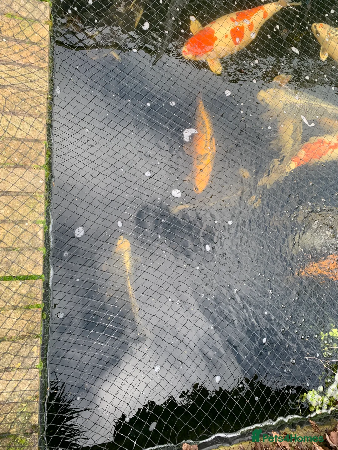 Koi Carp fish for sale: mixed mature koi carp in Kidderminster - Advert 1