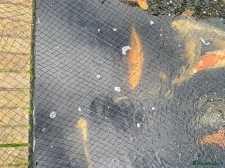 Koi Carp fish mixed mature koi carp in Kidderminster - Advert 13