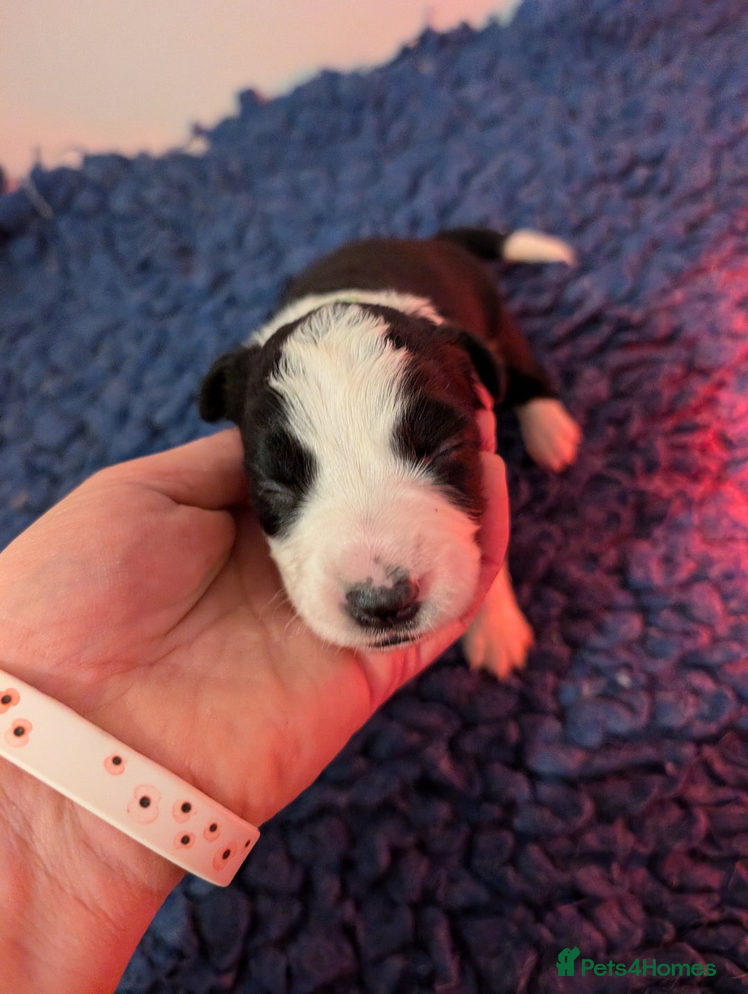 Border Collie dogs for sale: Traditional border collie puppies - Image 10