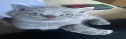 British Shorthair cats for sale: 🐾 GCCF REGISTERED BRITISH SHORTHAIR KITTENS 🐾 - Advert 7