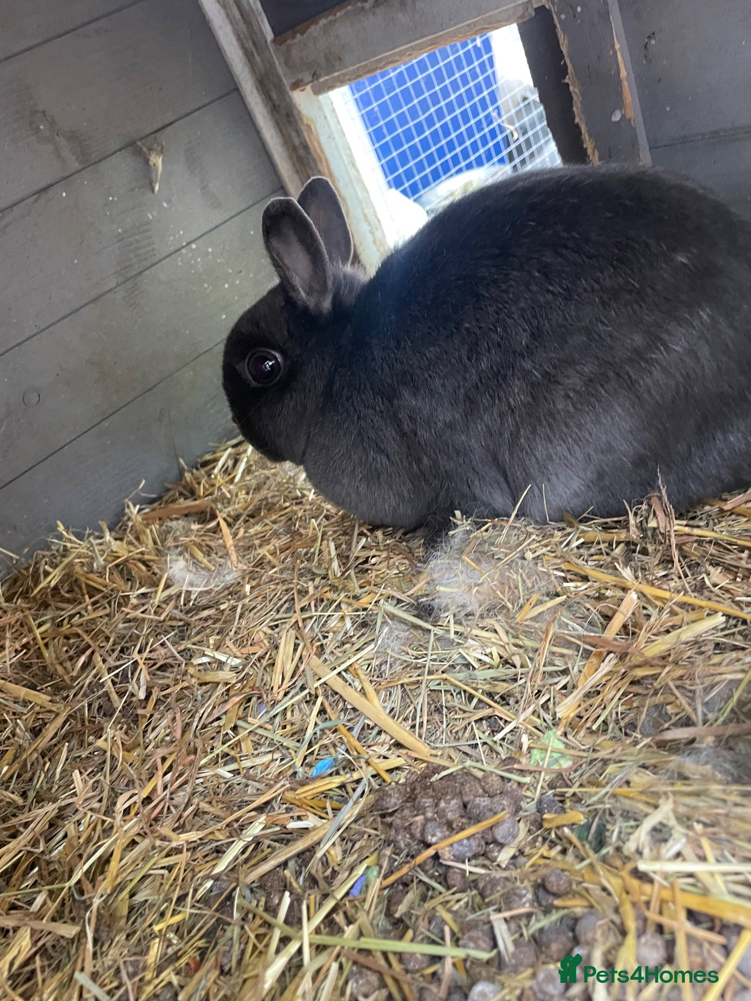 British Giant rabbits Netherland dwarf - Advert 12