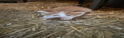 Mixed Breed cats for sale: Farm kitten - Advert 11