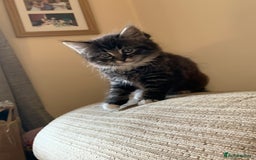 Mixed Breed cats for sale: 4 kittens for sale 2 girls 2 boys - Image 19