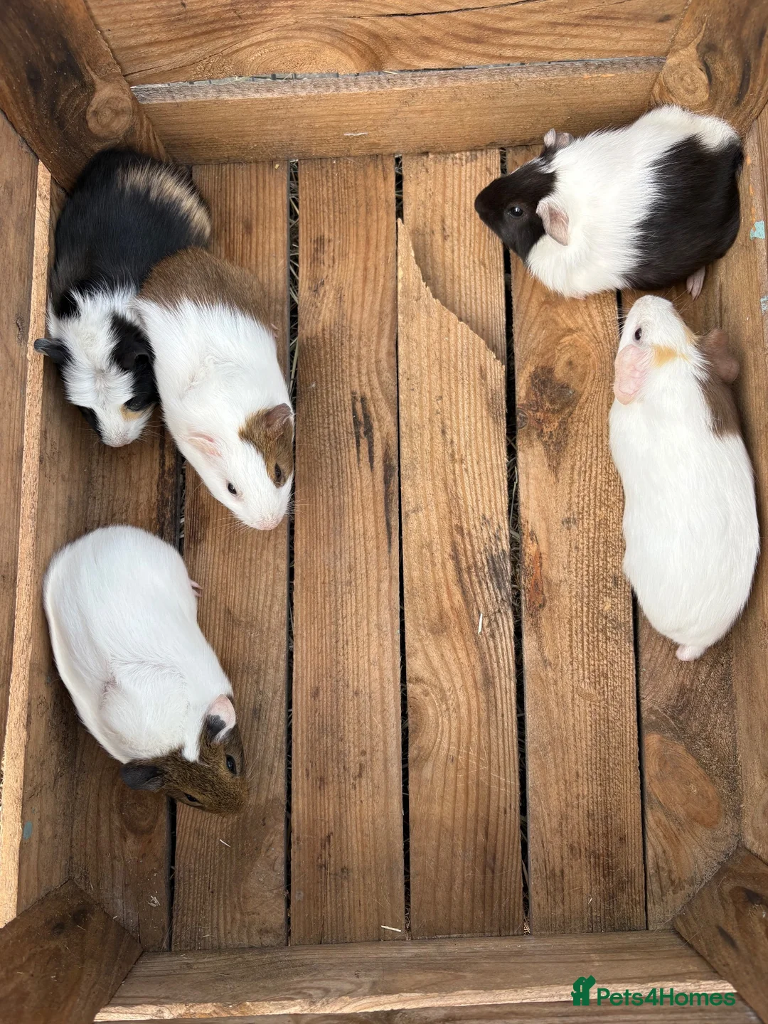 Guinea Pig rodents for sale: Female guineas ready for their forever homes  - Advert 2