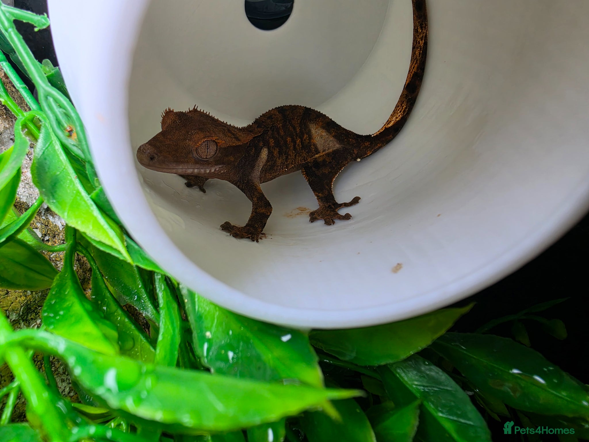 Gecko reptiles Baby crested gecko and tank - Advert 2