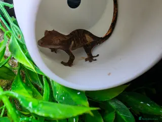 Gecko reptiles Baby crested gecko and tank - Advert 2