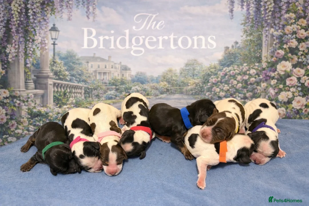 Cocker Spaniel dogs for sale: TRUE TO TYPE SHOW COCKER SPANIELS - Advert 2