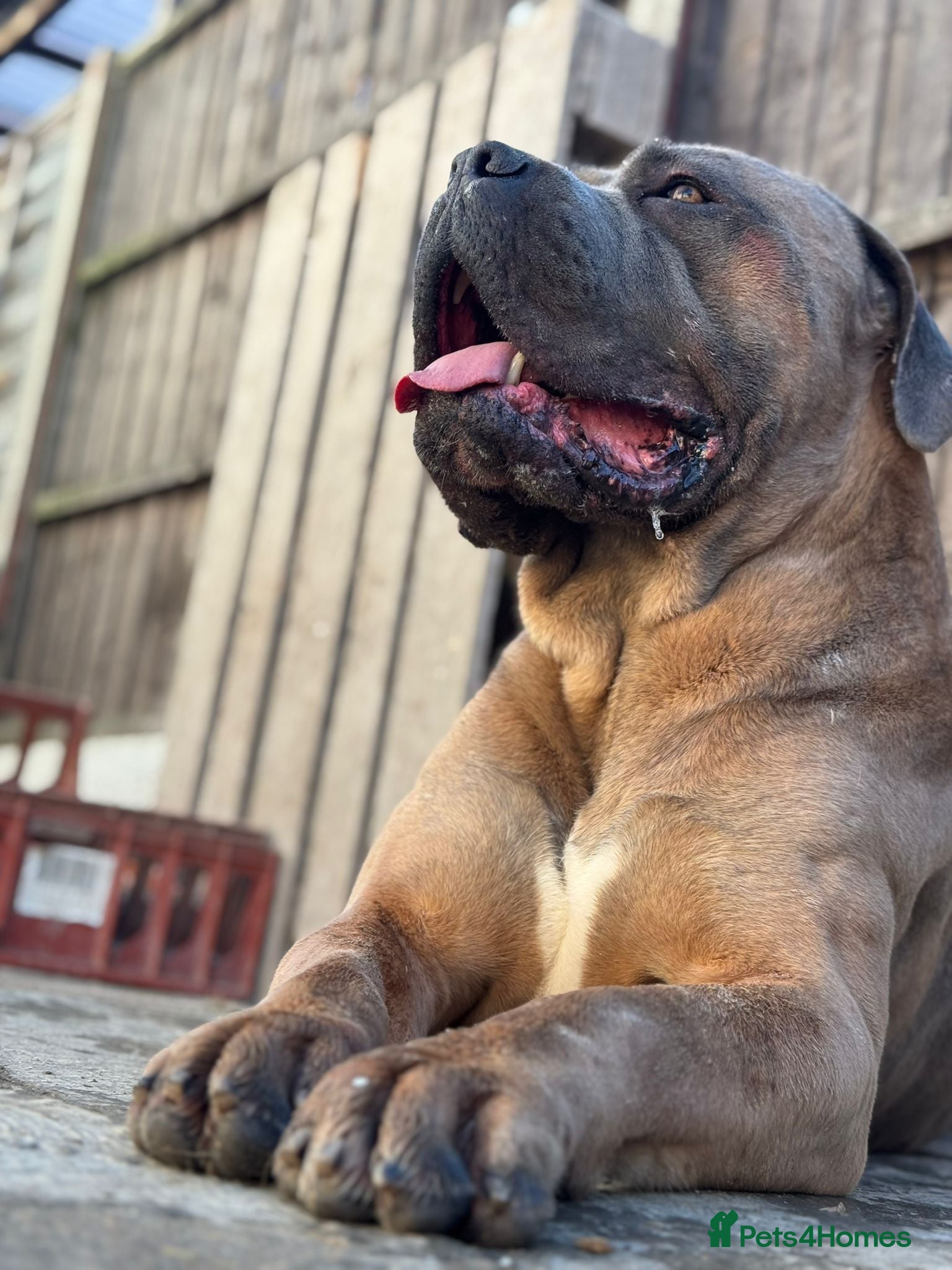 Cane Corso dogs 3 year old cane corso male for co own - Advert 2