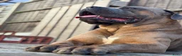 Cane Corso dogs for sale: 3 year old cane corso male for co own in London - Advert 1