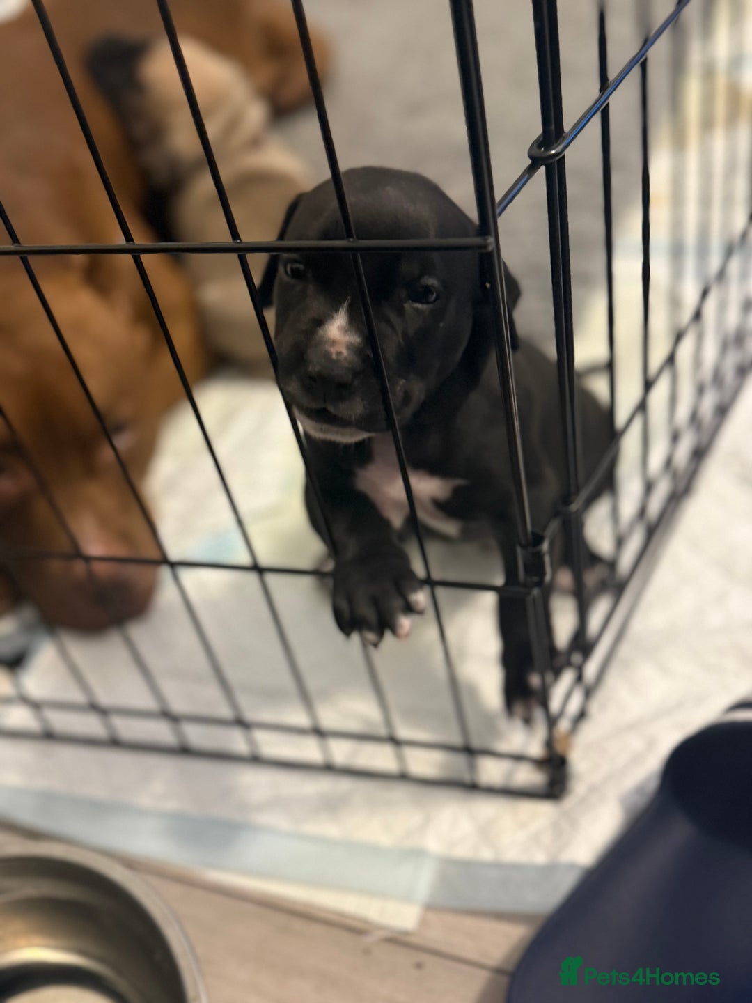 Mixed Breed dogs for sale: Malinos x bull mix  - Image 5
