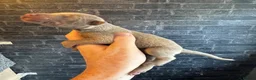Dobermann dogs for sale: Health tested Dobermans  - Advert 11