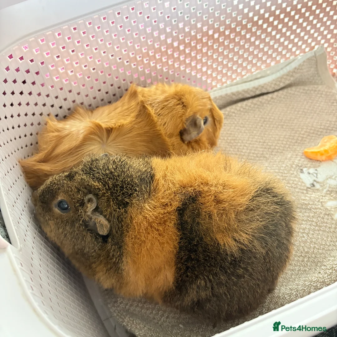 Guinea Pig rodents for sale: 2 beautiful female Guniea pigs for sale  - Advert 3