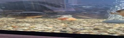 Fancy Goldfish fish for sale: Giant Oranda  - Advert 5