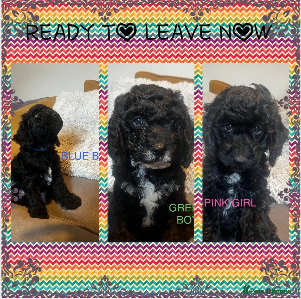 Cockapoo dogs Miniature cockapoos  ready to leave now. - Advert 1