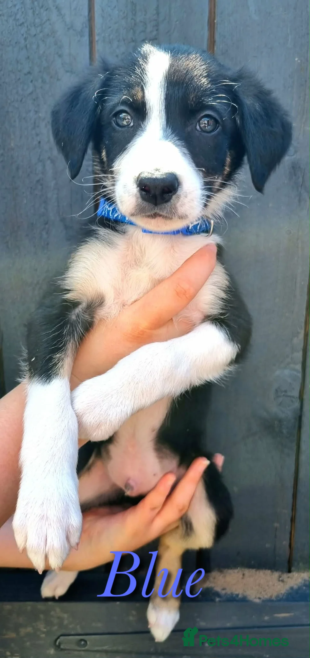 Border Collie dogs for sale: Litter of 2 beautiful male border collie puppies. - Advert 14