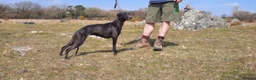 Mixed Breed dogs for sale: Beautiful Bedlington Whippet First Cross Puppies in Okehampton - Advert 7