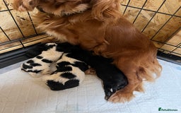Cavalier King Charles Spaniel dogs for sale: Beautiful Cavalier King Charles Spaniel Puppies  - Image 2