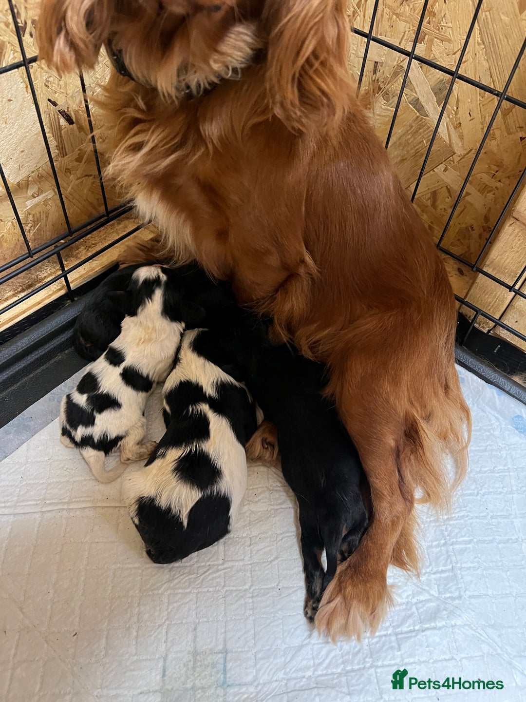 Cavalier King Charles Spaniel dogs for sale: Beautiful Cavalier King Charles Spaniel Puppies  - Image 2