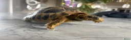 Tortoise reptiles for sale: 4.5 year old Hermanus tortoise - Advert 6