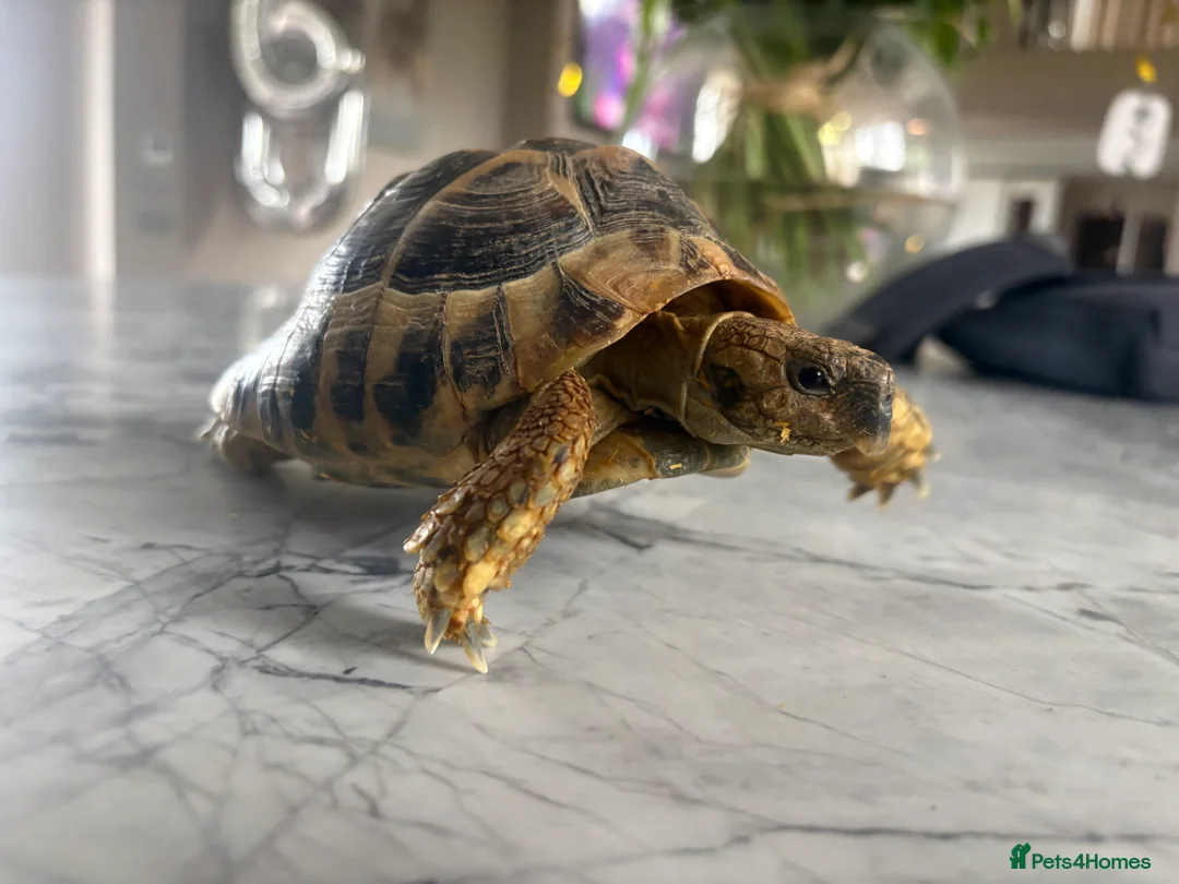 Tortoise reptiles for sale: 4.5 year old Hermanus tortoise - Advert 6