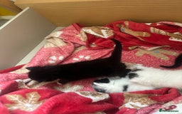 Mixed Breed cats for sale: Fluffy kittens - Image 15